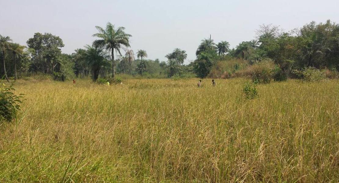 Agriculture